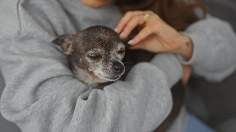A young woman gently pets her senior chihuahua dog in a cozy indoor setting, reflecting a moment of loving care and companionship.
