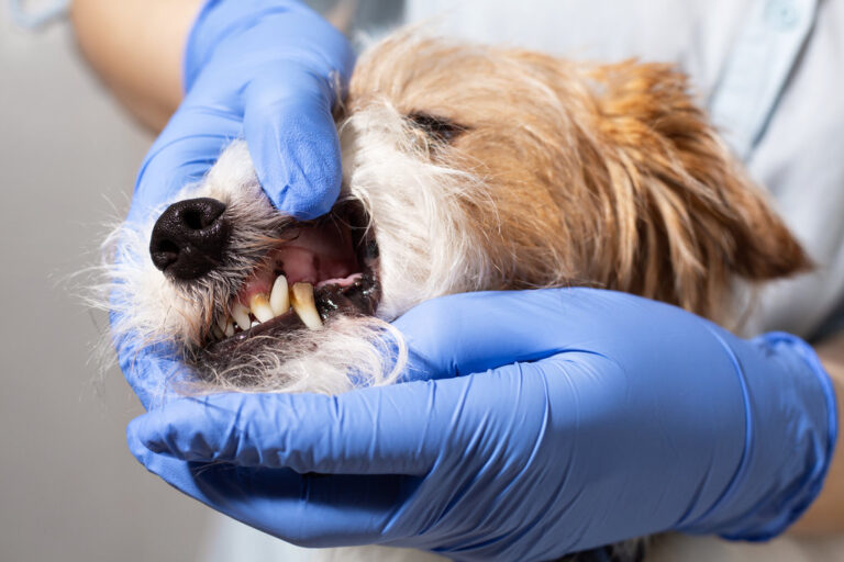 Studio photo of veterinarian examining teeth of Jack Russell Terrier. image highlights visible plaque and tartar buildup, illustrating poor dental hygiene in pets. Ideal for veterinary, dental care, and pet health concepts