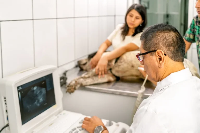Veterinarian using ultrasound machine to examine a senior dog, providing essential diagnostic care in a veterinary clinic, with owner present