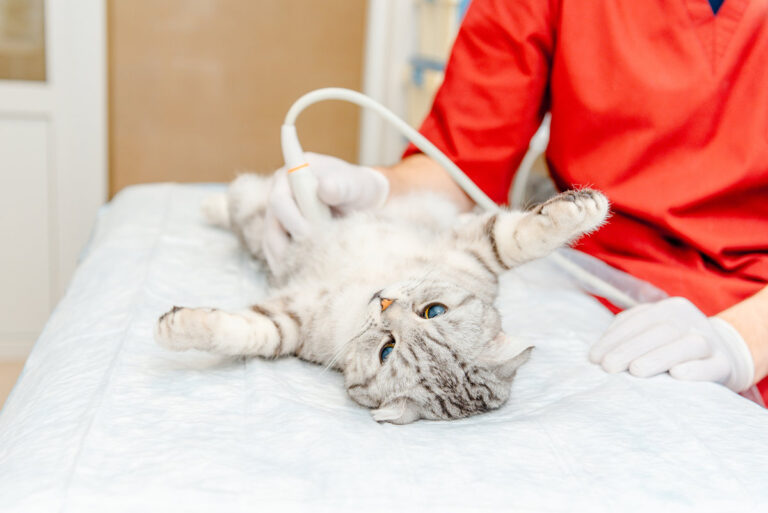 A small gray cat during ultrasound examination in vet clinic.Scottish Fold cat laying on the table.The medical equipment, monitor at the background.