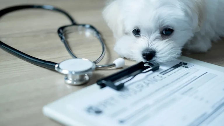 Cute Maltese puppy lies beside a stethoscope and a pet insurance form on a wooden floor, representing health care planning for beloved pets.