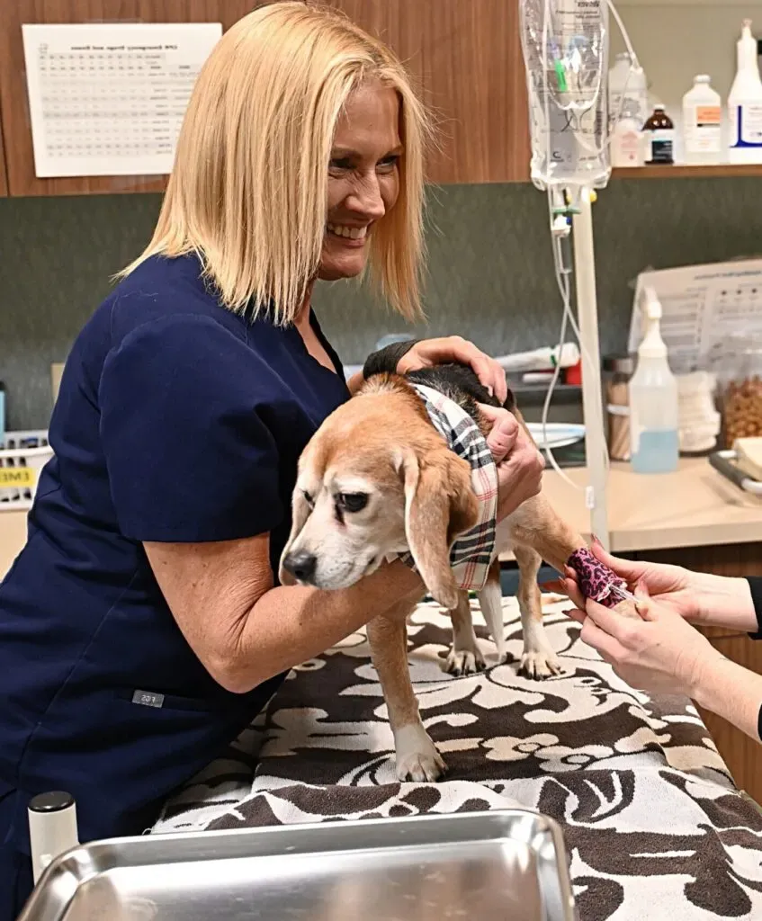 Stonebridge Veterinary Wellness staff member examining senior beagle with IV drip in treatment room.