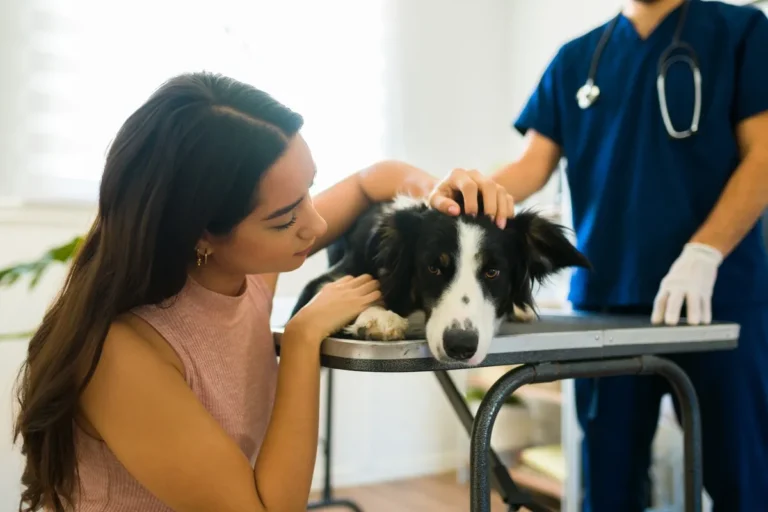 Sad dog owner petting her sick border collie dog at the vet