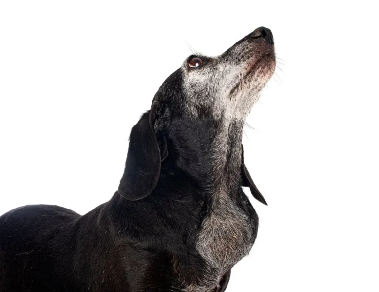 Dachshund in studio