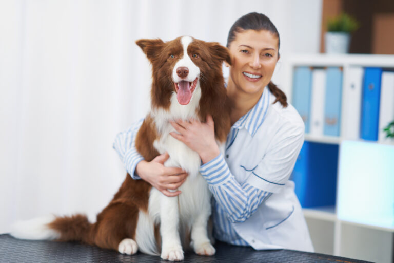 Brown Border Collie dog during visit in vet. High quality photo