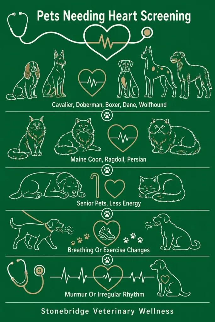 Infographic What Is a Cardiac Screening Ultrasound and Which Pets Should Have One - Stonebridge Veterinary Wellness
